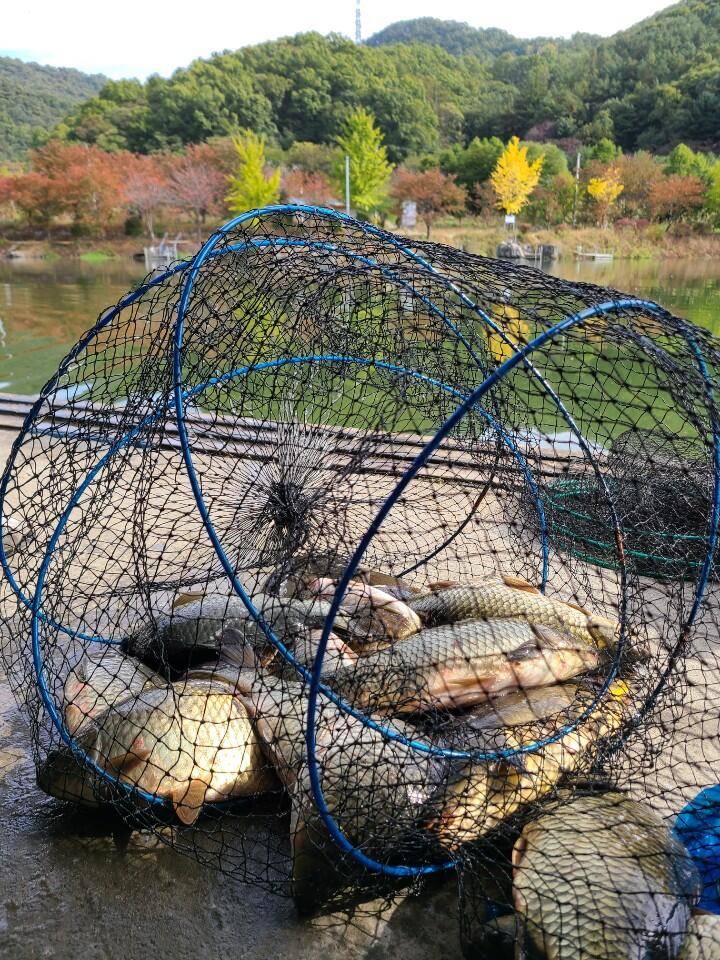 화수요일 양평 힐링 수곡낚시터 주중반 조황도 꾸준합니다 (유료터정보 - 유료터점주조황)