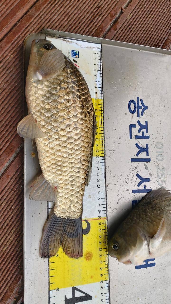 송전지서울좌대6월6일조황 (유료터정보 - 유료터점주조황)