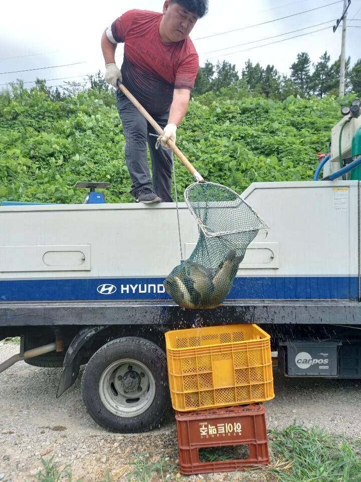 경주 삼괴정낚시터 95일 이번주 조황상황 및 대물붕어방류 (유료터정보 - 유료터점주조황)