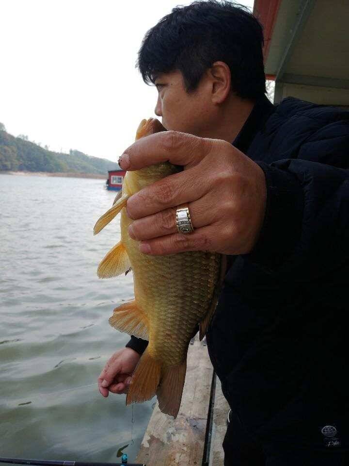 양평 수곡낚시터 붕어낚시 대박조황이 나와주었네요 오늘도 튼실한 붕어 방류 마쳤습니다 (유료터정보 - 유료터점주조황)