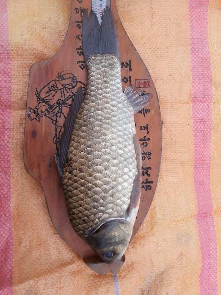 아산 안골지 4짜 소식입니다 (유료터정보 - 유료터점주조황)