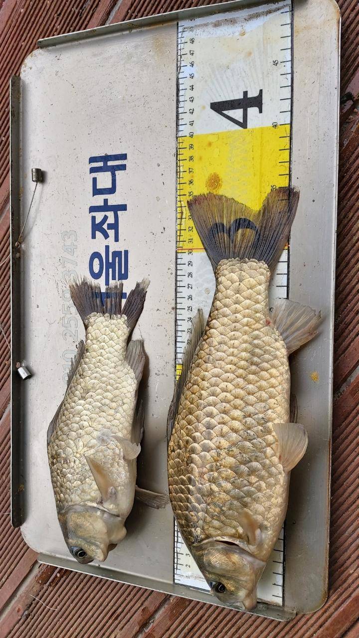 송전지서울좌대6월6일조황 (유료터정보 - 유료터점주조황)