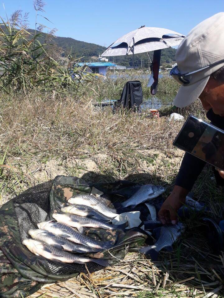 아산 안골지 조황정보 입니다 (유료터정보 - 유료터점주조황)