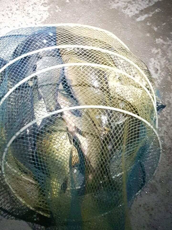 공주 고성낚시터 입니다 (유료터정보 - 유료터점주조황)