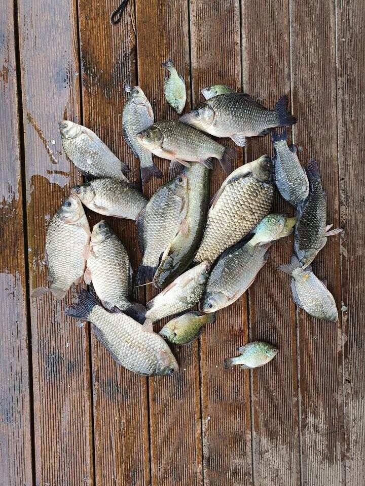 고삼지 반가운 비소식에 마리수 조황 (유료터정보 - 유료터점주조황)