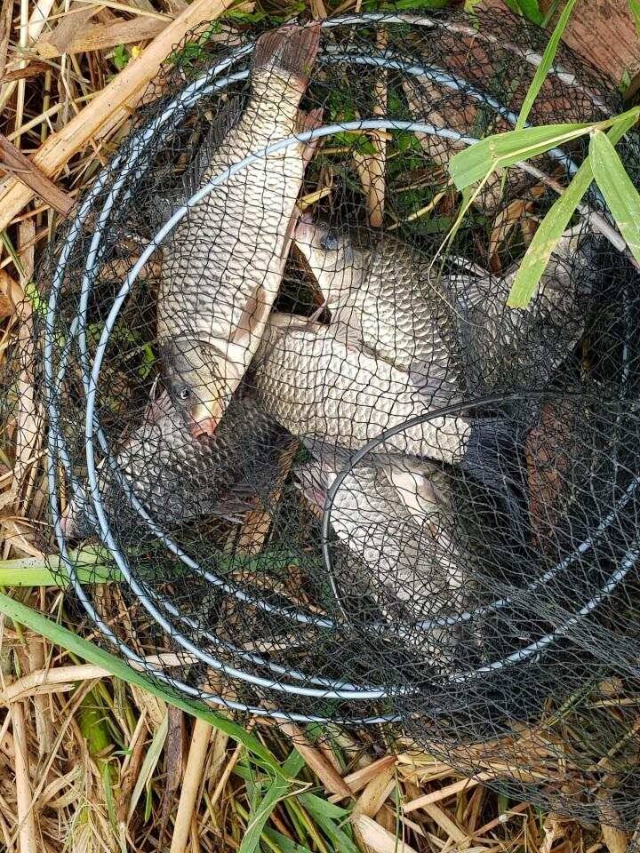 ◎ 토종 45cm 대박어망 ◎ (유료터정보 - 유료터점주조황)