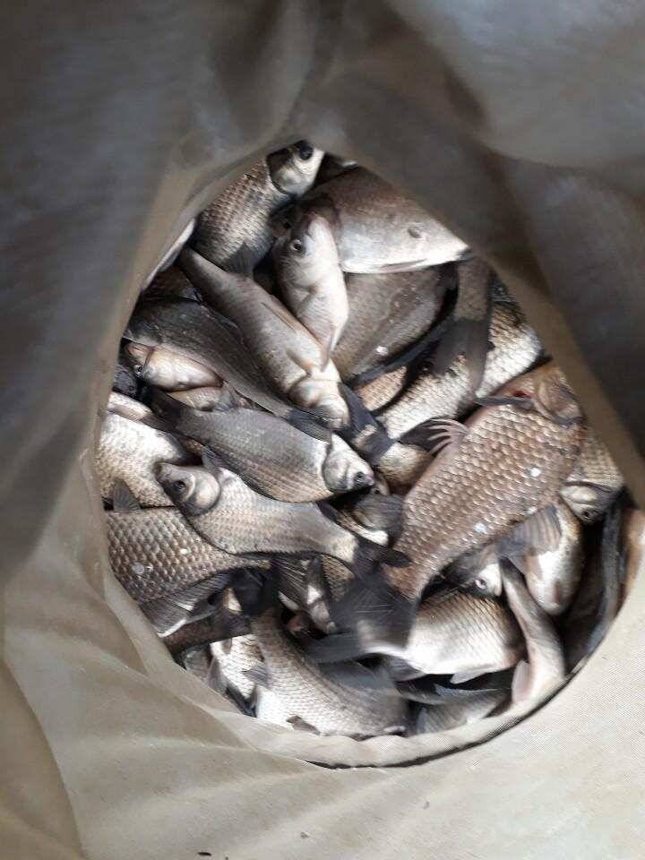 아산 안골지 아직은 수초낚시 가능합니다 (유료터정보 - 유료터점주조황)