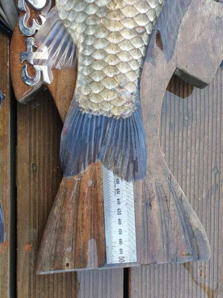 고삼지 물골자리 포인트 사짜붕어 입니다 (유료터정보 - 유료터점주조황)