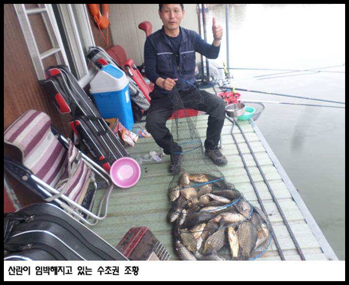 아산죽산지415일 산란이 임박해지고 있는 수초권 조황 (유료터정보 - 유료터점주조황)