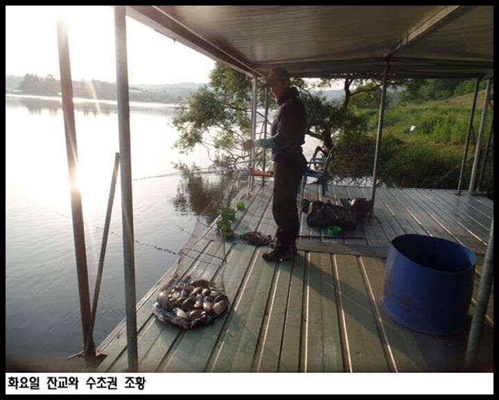 아산죽산지529일 화요일 잔교와 수초권 조황 (유료터정보 - 유료터점주조황)