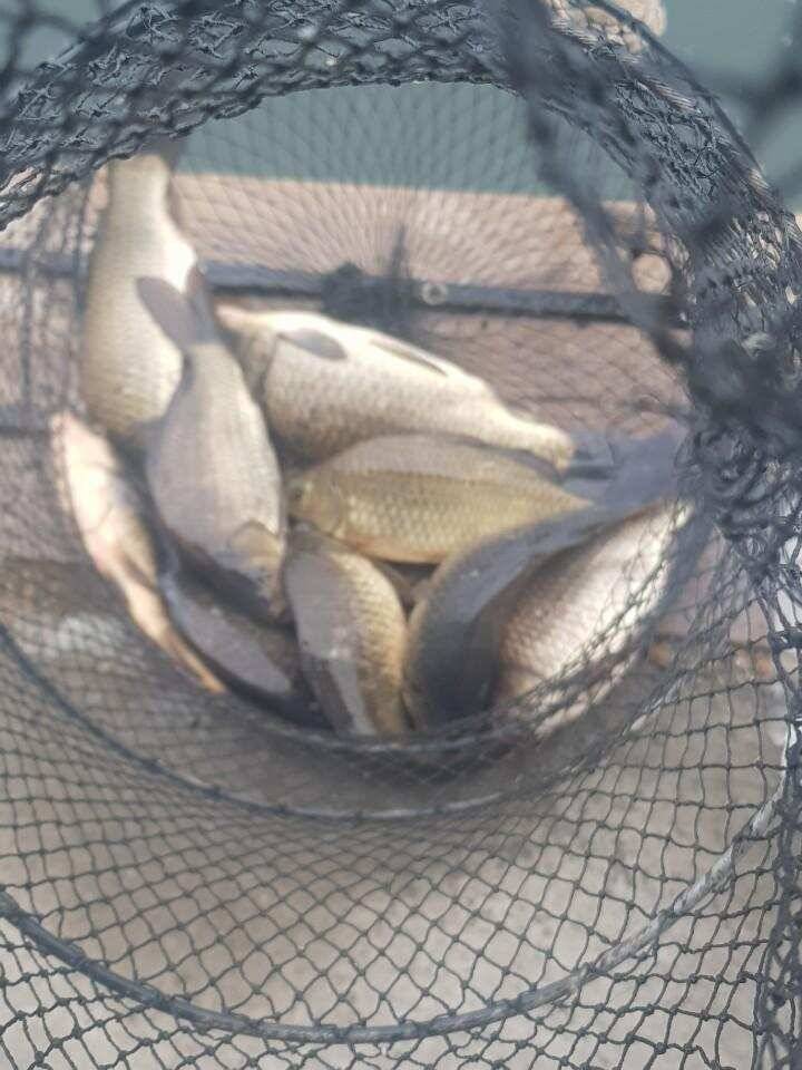 힐링 양평 수곡낚시터 2월 둘쨋주 조황 안내 (유료터정보 - 유료터점주조황)