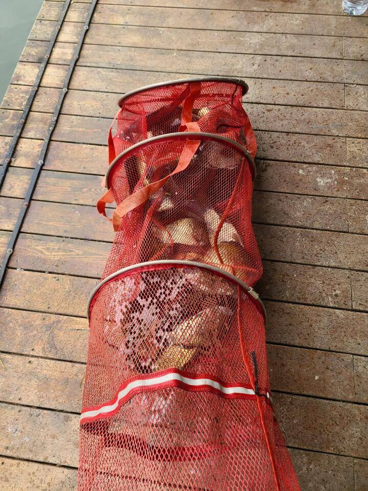 화수요일 양평 힐링 수곡낚시터 주중반 조황도 꾸준합니다 (유료터정보 - 유료터점주조황)