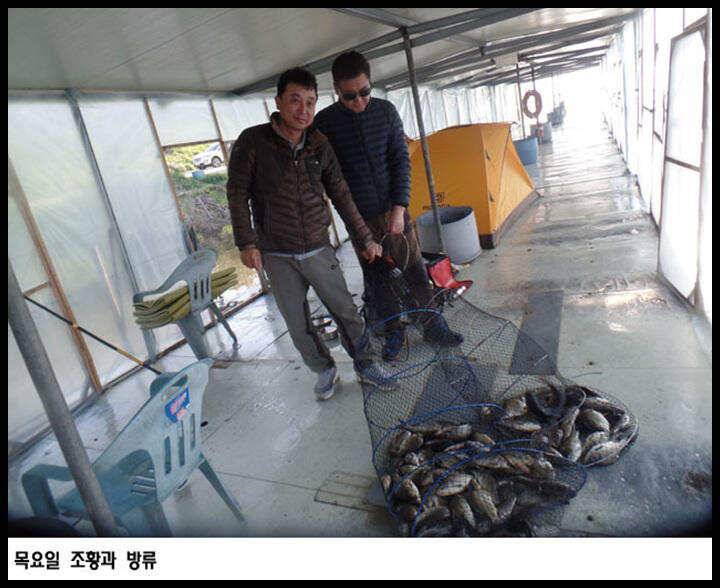 아산죽산지53일 목요일 조황과 방류 (유료터정보 - 유료터점주조황)