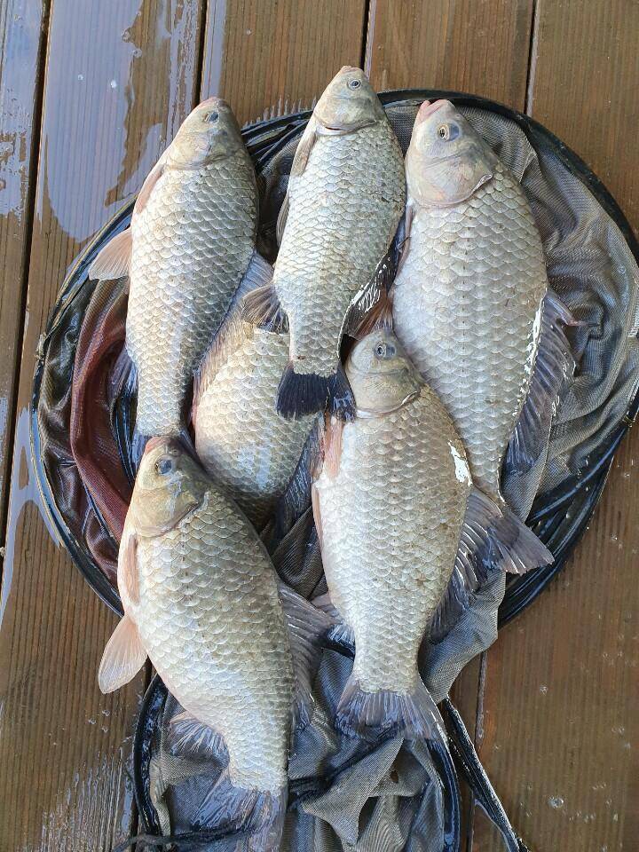 고삼지 최상류권 사짜붕어에 이어 마리수 타작 (유료터정보 - 유료터점주조황)