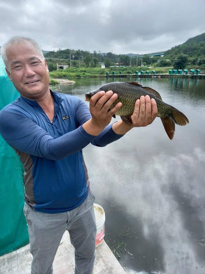 경주 삼괴정낚시터 95일 이번주 조황상황 및 대물붕어방류 (유료터정보 - 유료터점주조황)