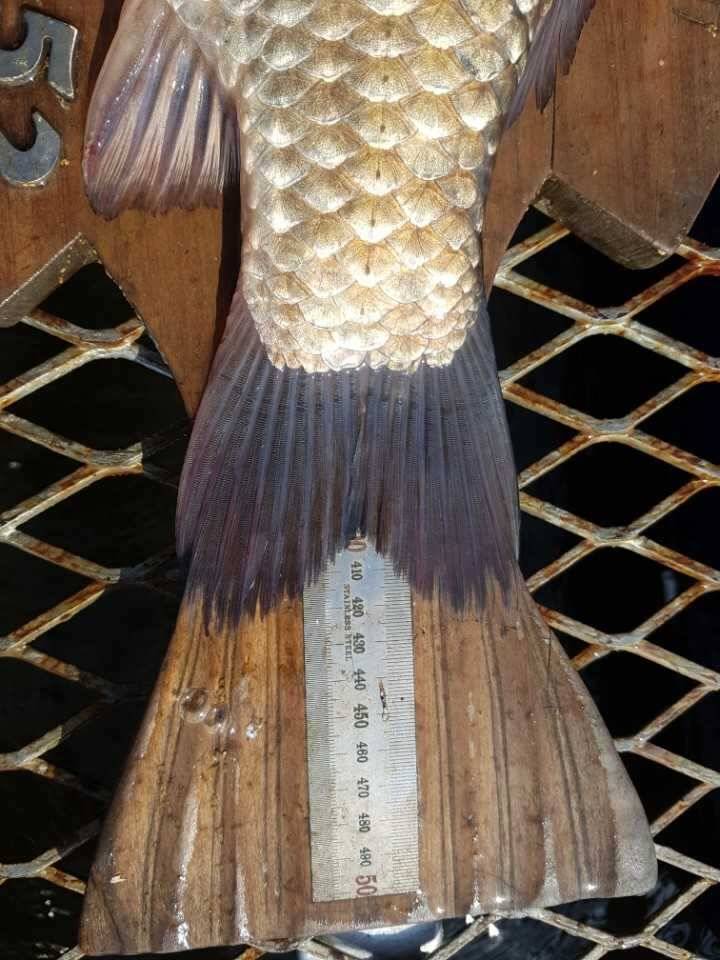 고삼지양촌최상류포인트에 다시 붕어들이 모여들기 시작했습니다 (유료터정보 - 유료터점주조황)
