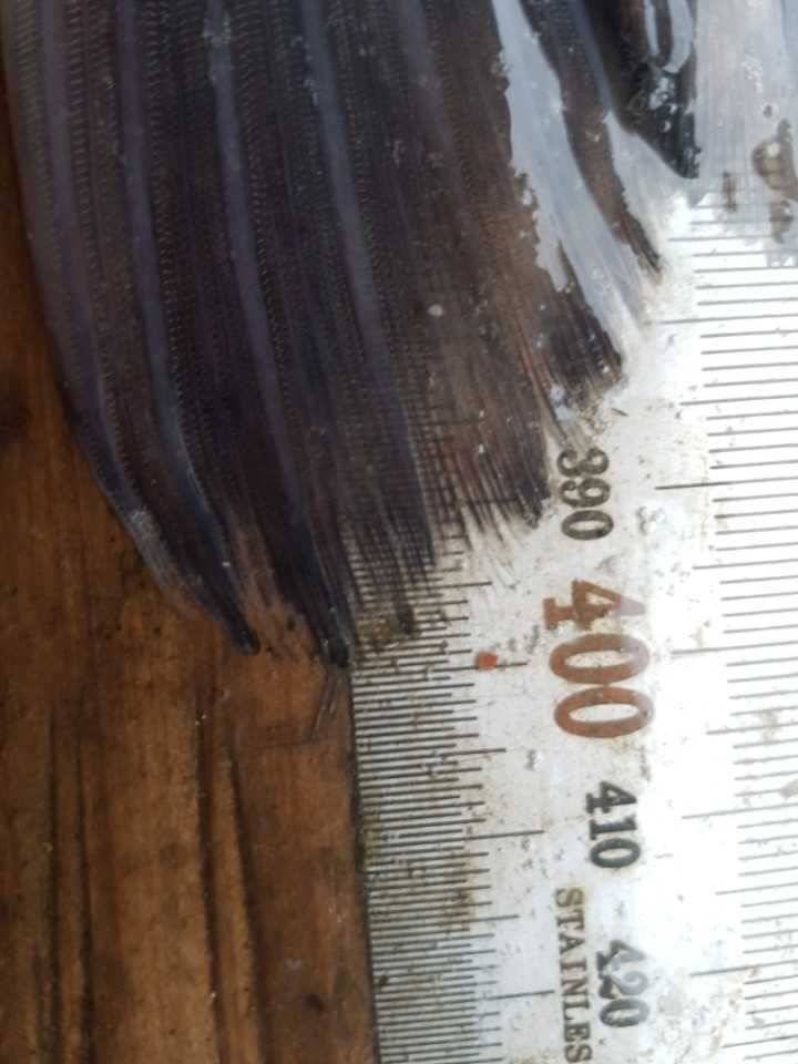 고삼지양촌4짜가 초라해보이는 5짜떡붕어 출현 그리고 연속되는 대물조황 (유료터정보 - 유료터점주조황)
