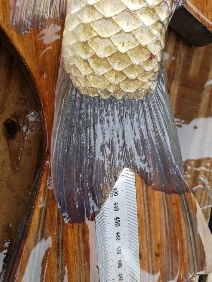 고삼지양촌 4짜가 하루가 멀다하고 나오는 상황입니다 (유료터정보 - 유료터점주조황)