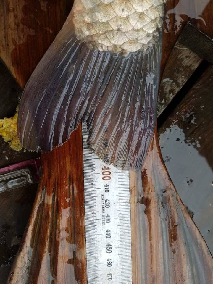 고삼지양촌 4짜가 하루가 멀다하고 나오는 상황입니다 (유료터정보 - 유료터점주조황)