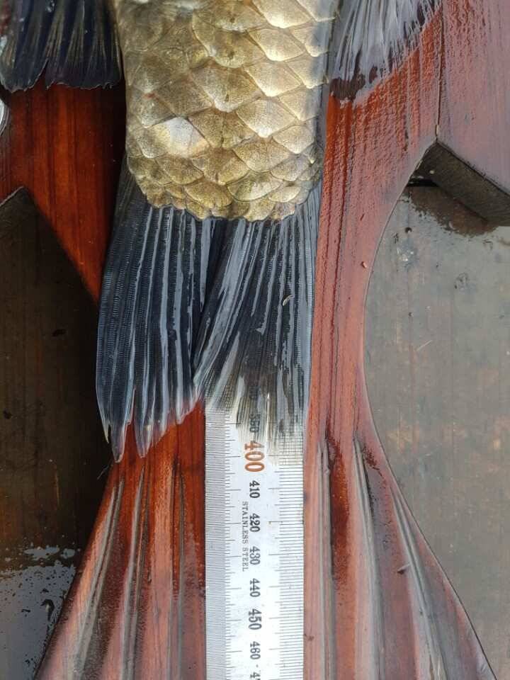 45cm 대박조황 토종을 비롯한 4짜 대물이 연일 출몰하는 양촌 소식입니다 (유료터정보 - 유료터점주조황)