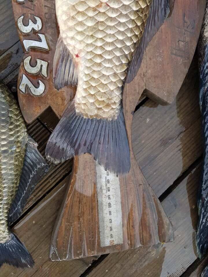 45cm 대박조황 토종을 비롯한 4짜 대물이 연일 출몰하는 양촌 소식입니다 (유료터정보 - 유료터점주조황)