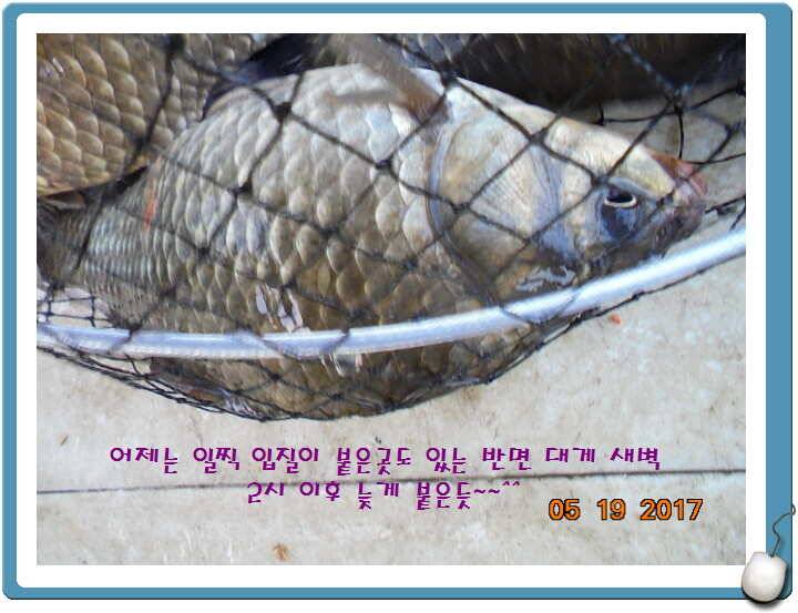 도심속의 작은 쉼터 화성 관리 낚시터입니다 (유료터정보 - 유료터점주조황)