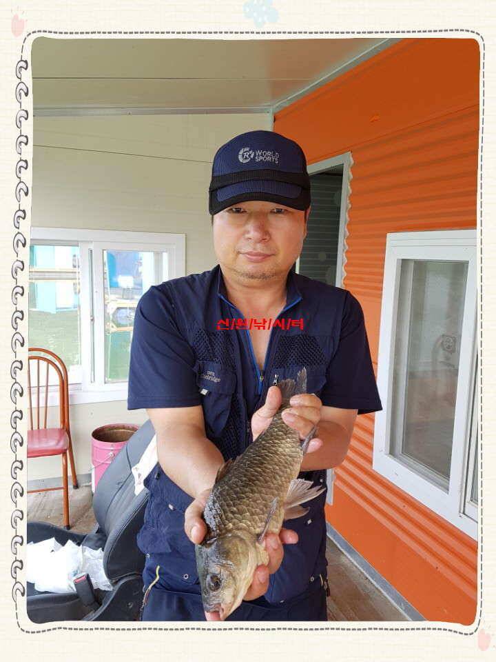신원낚시터7월셋쨋주 조황소식과 토종붕어 방류동영상 (유료터정보 - 유료터점주조황)