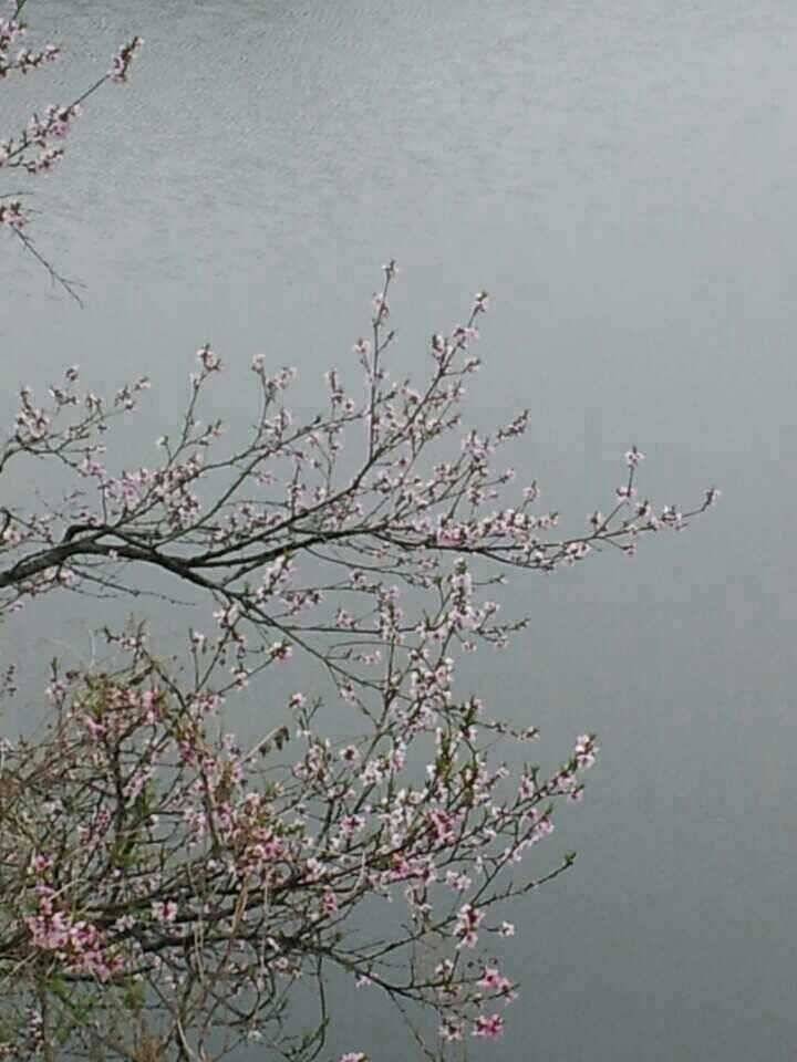 안성죽산장계지 (유료터정보 - 유료터점주조황)