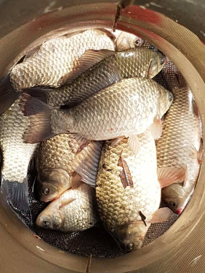 고삼지양촌4짜는 연휴 끝자락까지 이어졌습니다 (유료터정보 - 유료터점주조황)