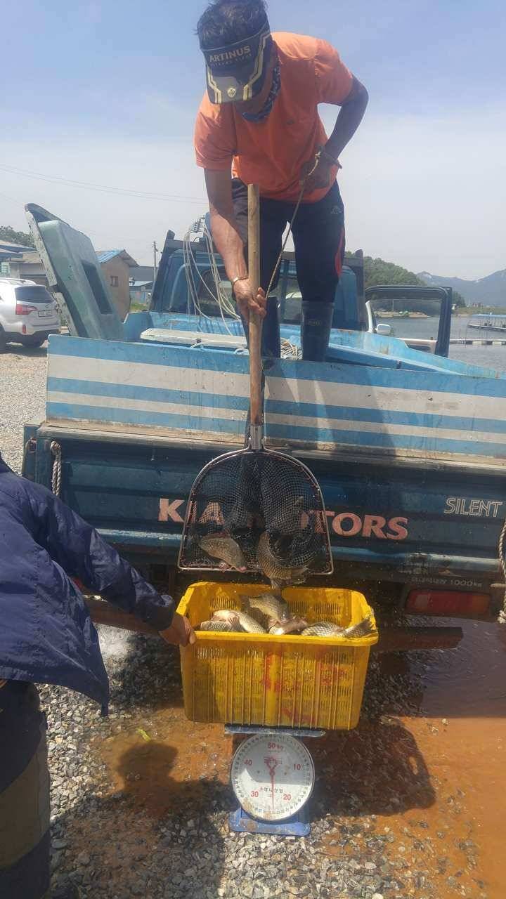 비님을 기다리며오목낚시터 주말조황 (유료터정보 - 유료터점주조황)