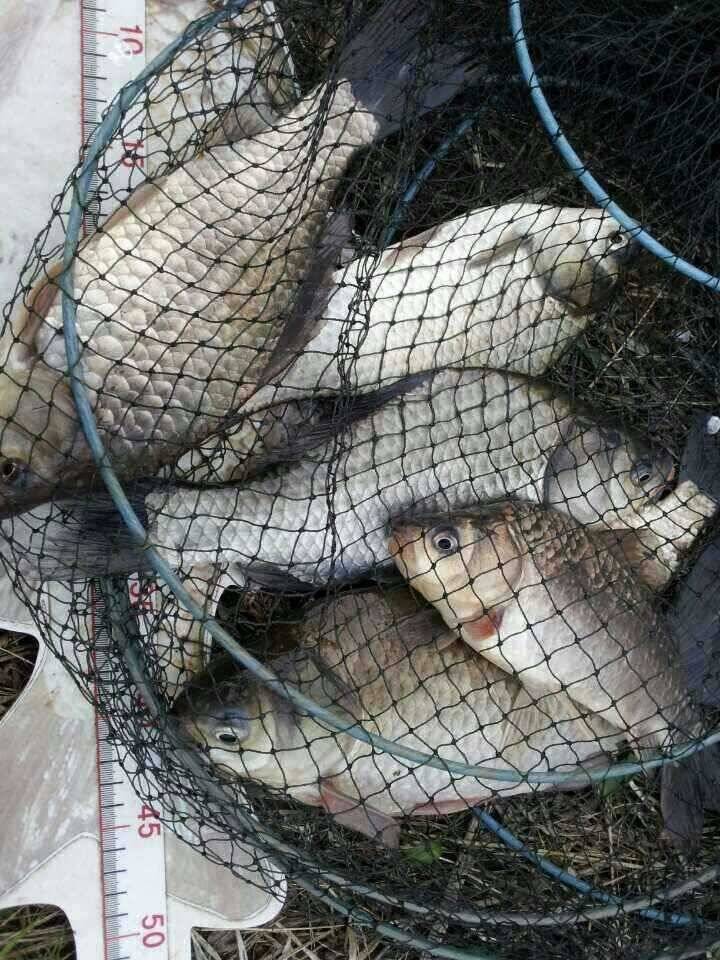 안성죽산장계지 (유료터정보 - 유료터점주조황)