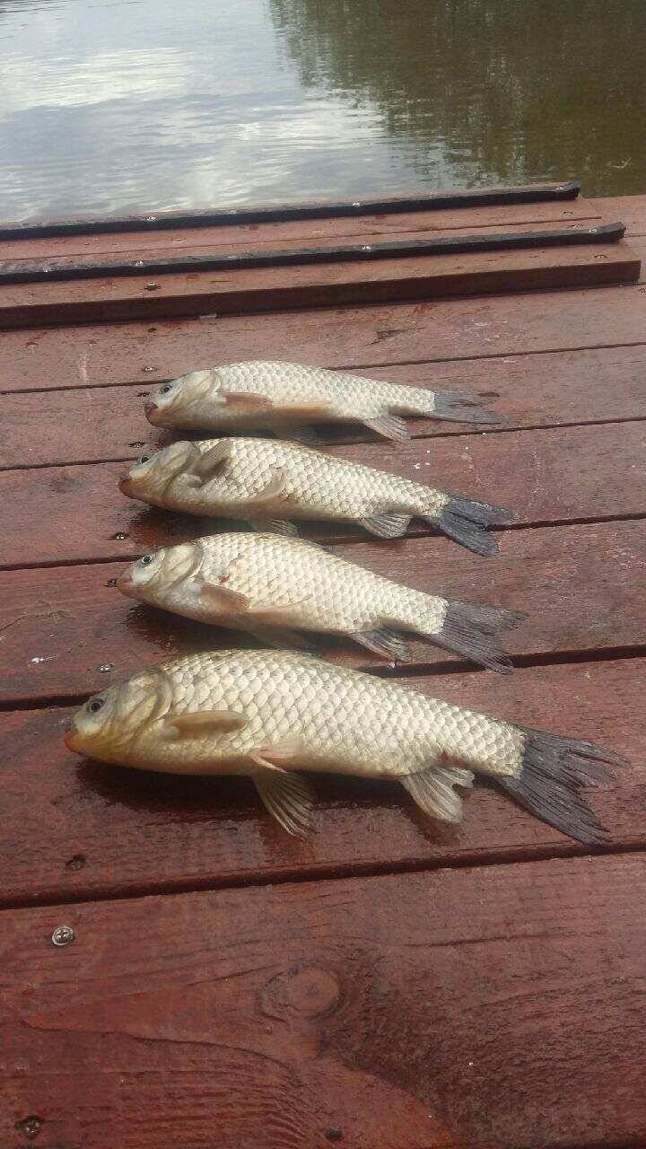 fish_pay_32b7d_120449_28270.jpg