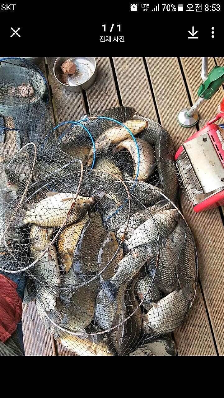 반제지 대박조황시작됩니다 (유료터정보 - 유료터점주조황)