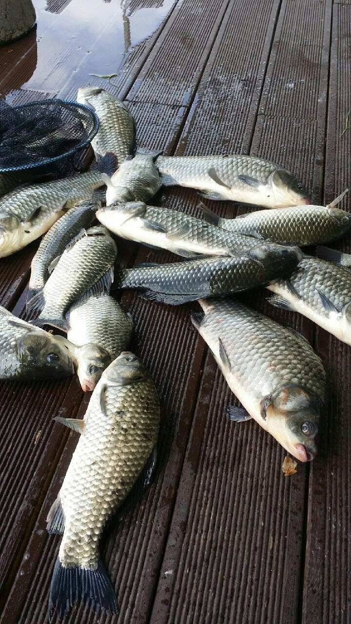fish_pay_bca9d_092105_61300.jpg