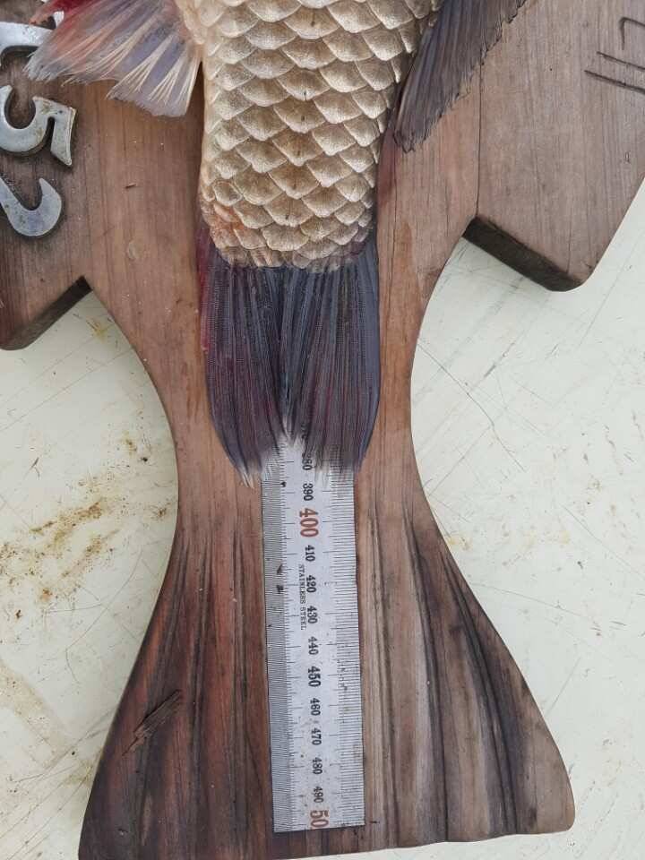 고삼지양촌 선선한 바람과 함께 힘붙은 붕어들이 힘을 쓰고 있습니다 (유료터정보 - 유료터점주조황)