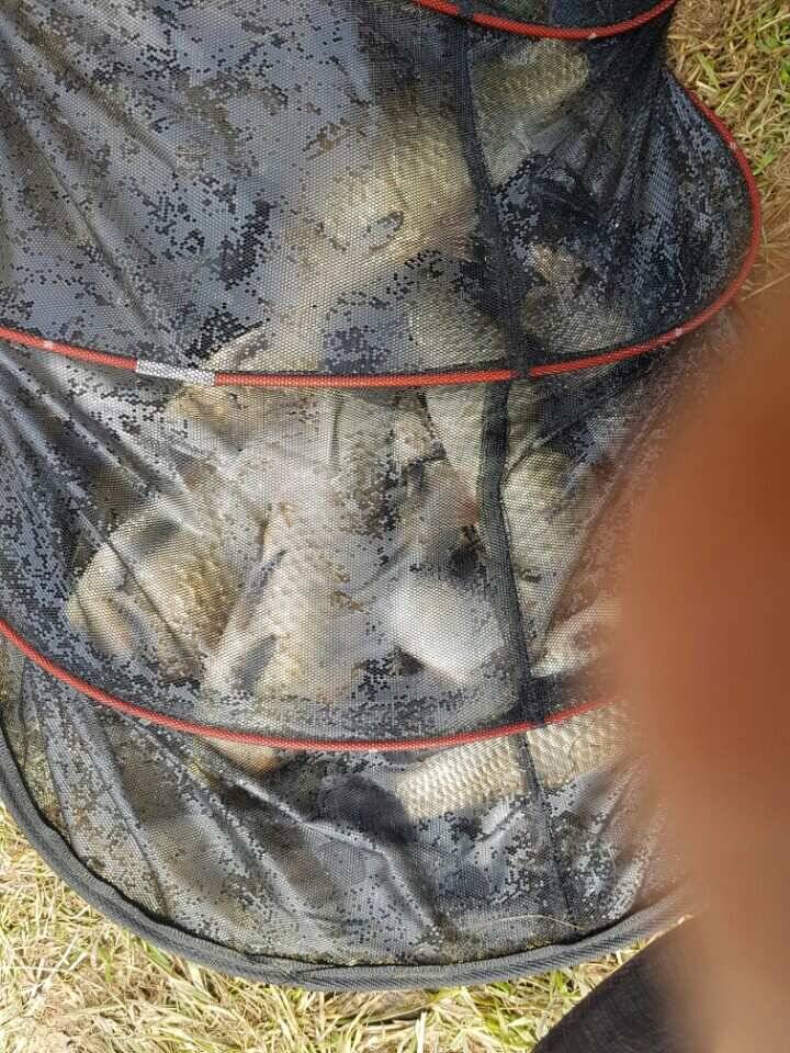 아산 안골지 조황정보입니다 (유료터정보 - 유료터점주조황)
