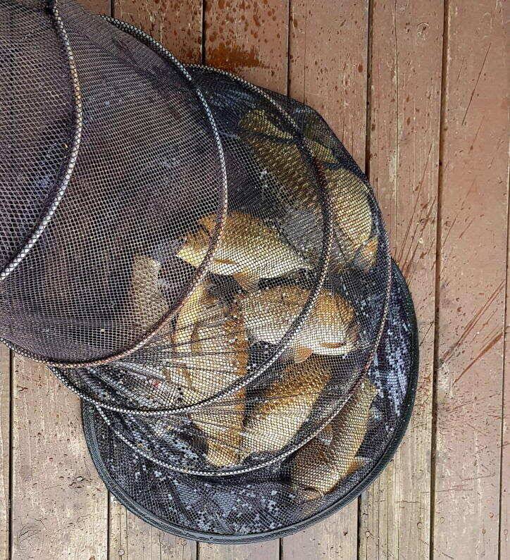 4짜 대물 행진송전지 미성집 좌대 (유료터정보 - 유료터점주조황)