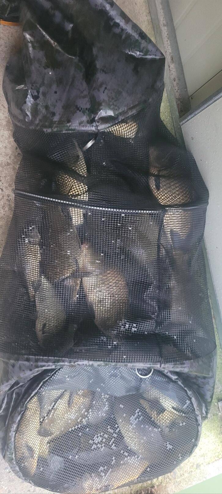충북 괴산 오가리낚시터 8월 18일 조황 및 정기 붕어 입어모습입니다 (유료터정보 - 유료터점주조황)