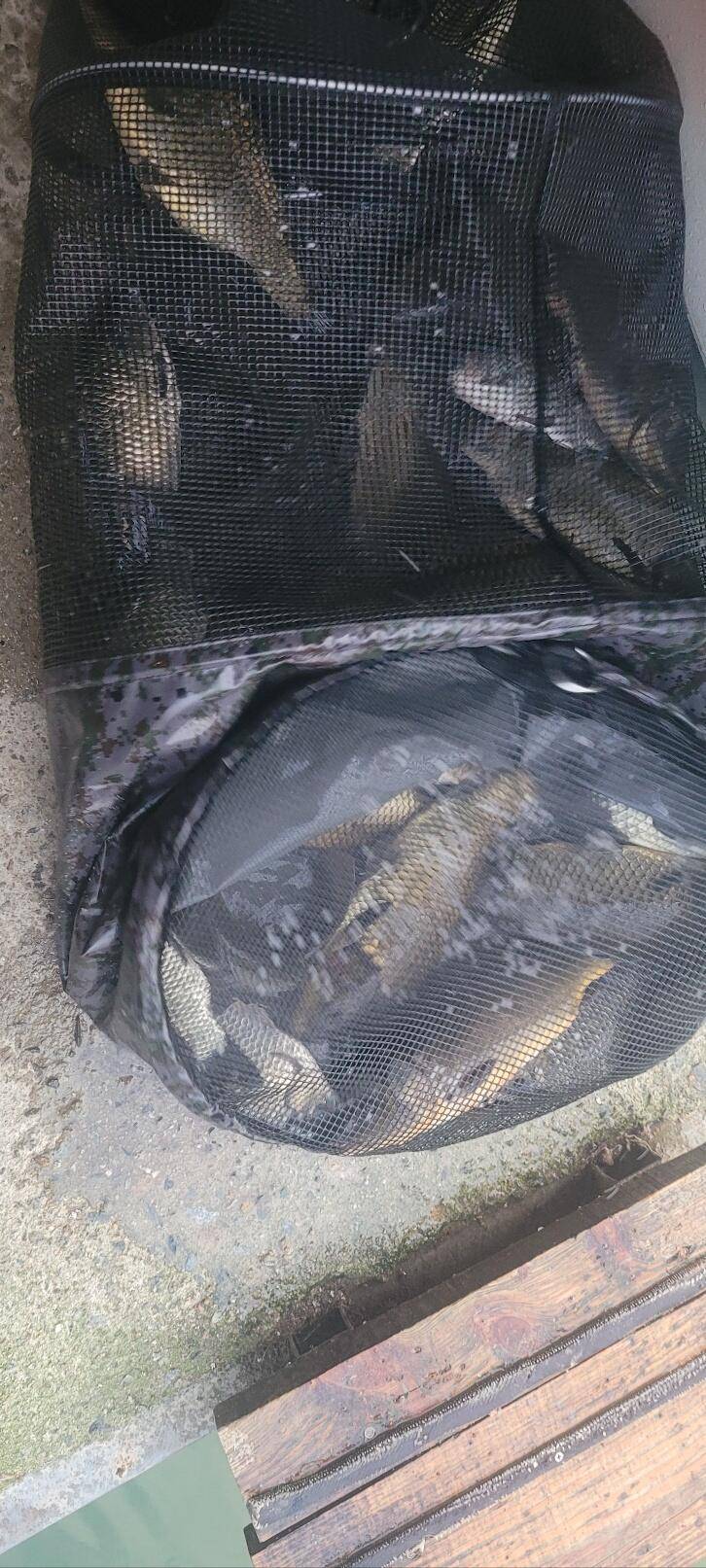 충북 괴산 오가리낚시터 8월 18일 조황 및 정기 붕어 입어모습입니다 (유료터정보 - 유료터점주조황)