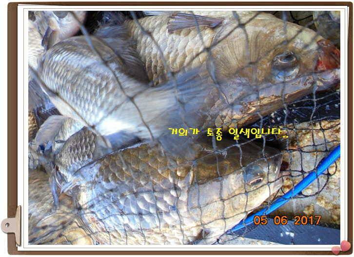도심속으ㅟ 작은 쉼터 화성 관리 낚시터입니다이 밤도 즐겁게 (유료터정보 - 유료터점주조황)