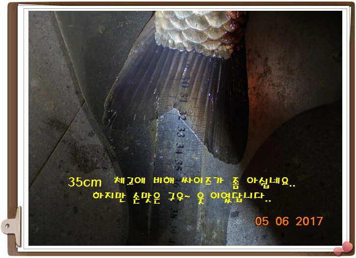 도심속으ㅟ 작은 쉼터 화성 관리 낚시터입니다이 밤도 즐겁게 (유료터정보 - 유료터점주조황)