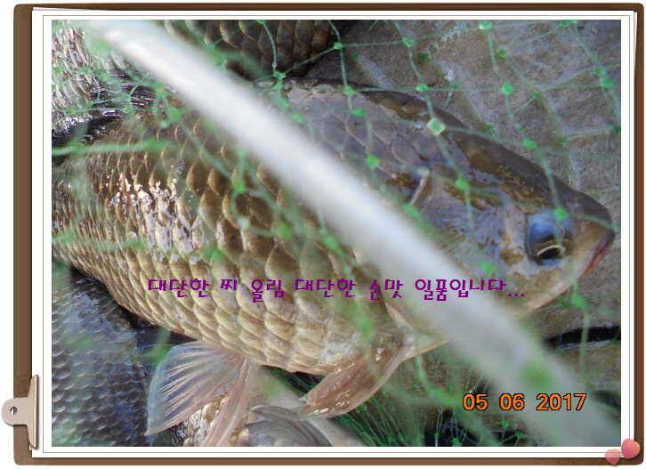 도심속의 작은 쉼터 화성 관리 낚시터입니다밤이 즐겁습니다 (유료터정보 - 유료터점주조황)