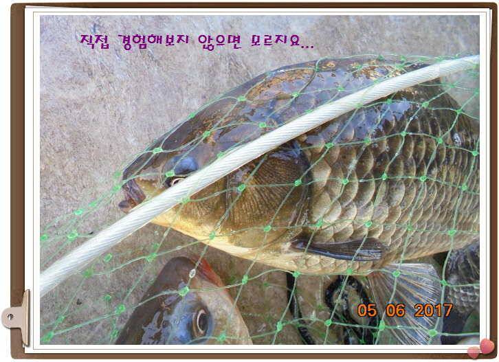 도심속의 작은 쉼터 화성 관리 낚시터입니다밤이 즐겁습니다 (유료터정보 - 유료터점주조황)