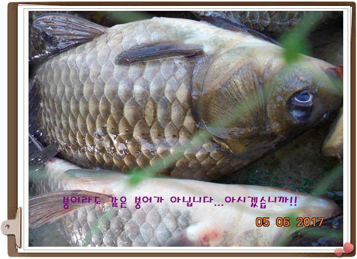 도심속의 작은 쉼터 화성 관리 낚시터입니다밤이 즐겁습니다 (유료터정보 - 유료터점주조황)
