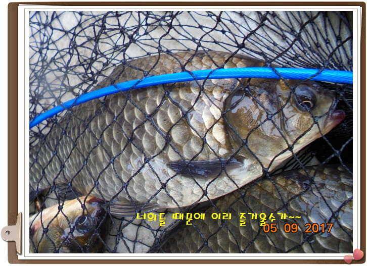 도심속의 작은 쉼터 화성 관리 낚시터입니다 (유료터정보 - 유료터점주조황)