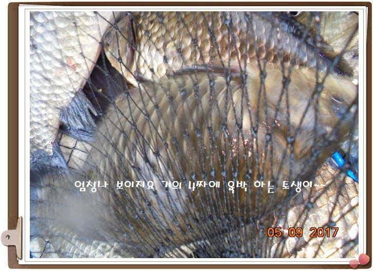 도심속의 작은 쉼터 화성 관리 낚시터입니다 (유료터정보 - 유료터점주조황)