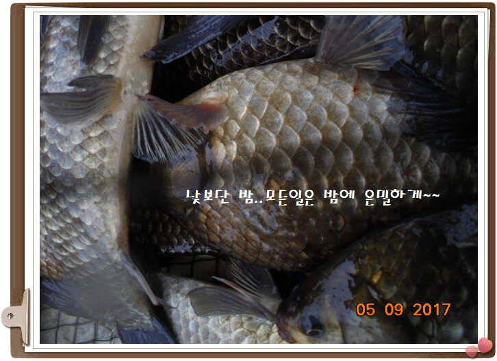 도심속의 작은 쉼터 화성 관리 낚시터입니다 (유료터정보 - 유료터점주조황)