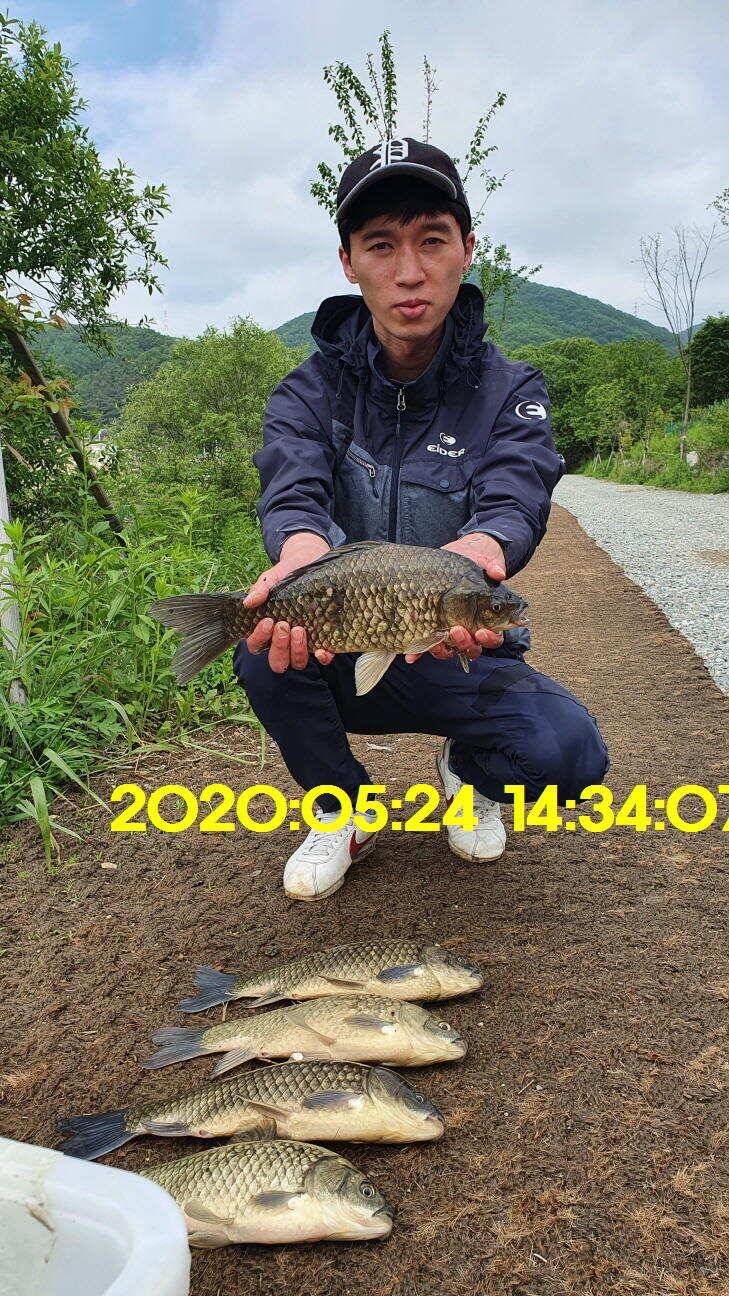 신원낚시터 5월25일 토종대물 43짜리와 덩어리 사진입니다 (유료터정보 - 유료터점주조황)
