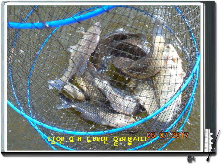도심속의 작은 쉼터 화성 관리 낚시터입니다 (유료터정보 - 유료터점주조황)
