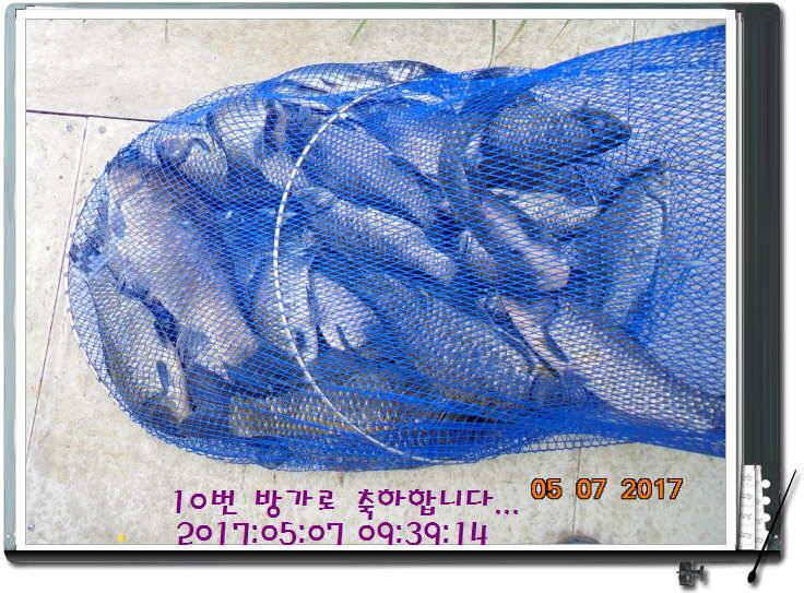 도심속의 작은 쉼터 화성 관리 낚시터입니다 (유료터정보 - 유료터점주조황)